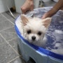 강아지욕조, 냥글댕글 접이식 수영장으로 즐거운 목욕시간