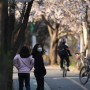 인천 벚꽃 나들이 - 장수천 주차는?