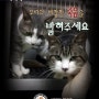<청와대 청원> 서울대병원 가짜 연구에 죽어간 고양이들