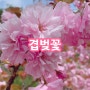 대전 겹벚꽃