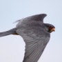 [비둘기조롱이] 평생 25000km를 날아서 이동하는 맹금류