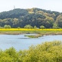 옥천친수공원 / 충북옥천 / 충북옥천가볼만한곳 / 유채꽃