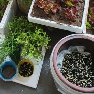 집에서 콩나물 재배하는 방법과 과정 그리고 준비물 (기다림)