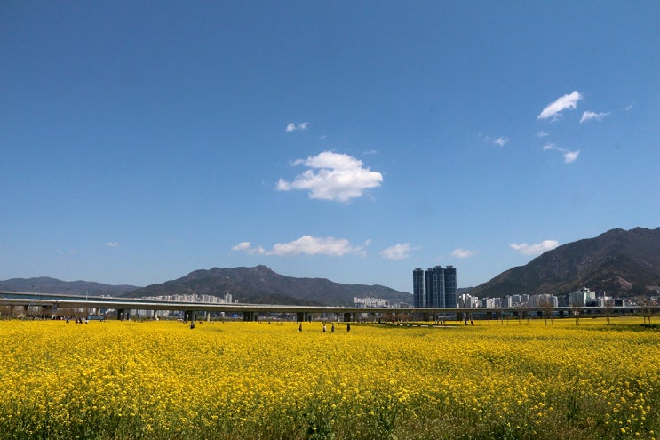 부산 강서 대저생태공원 유채꽃 : 네이버 블로그