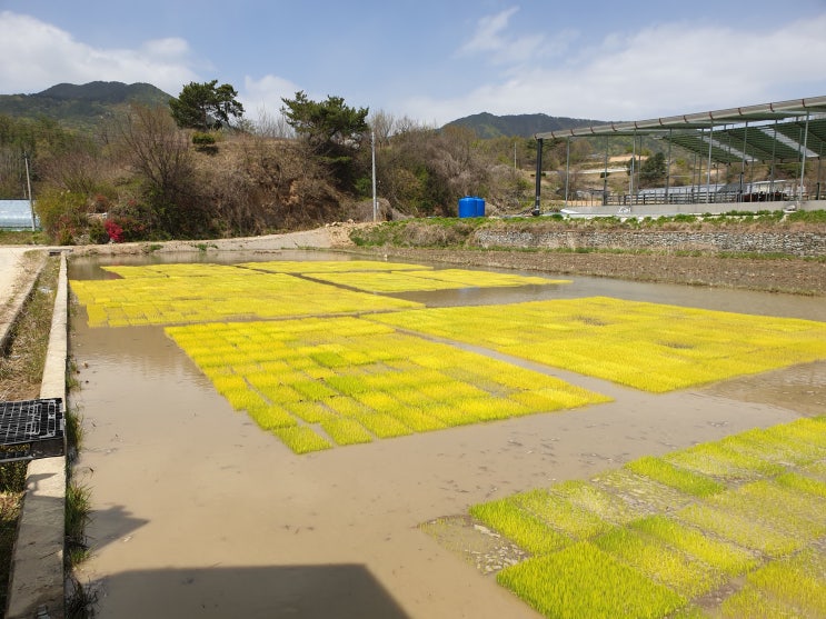 2020 백진주 못자리 : 네이버 블로그
