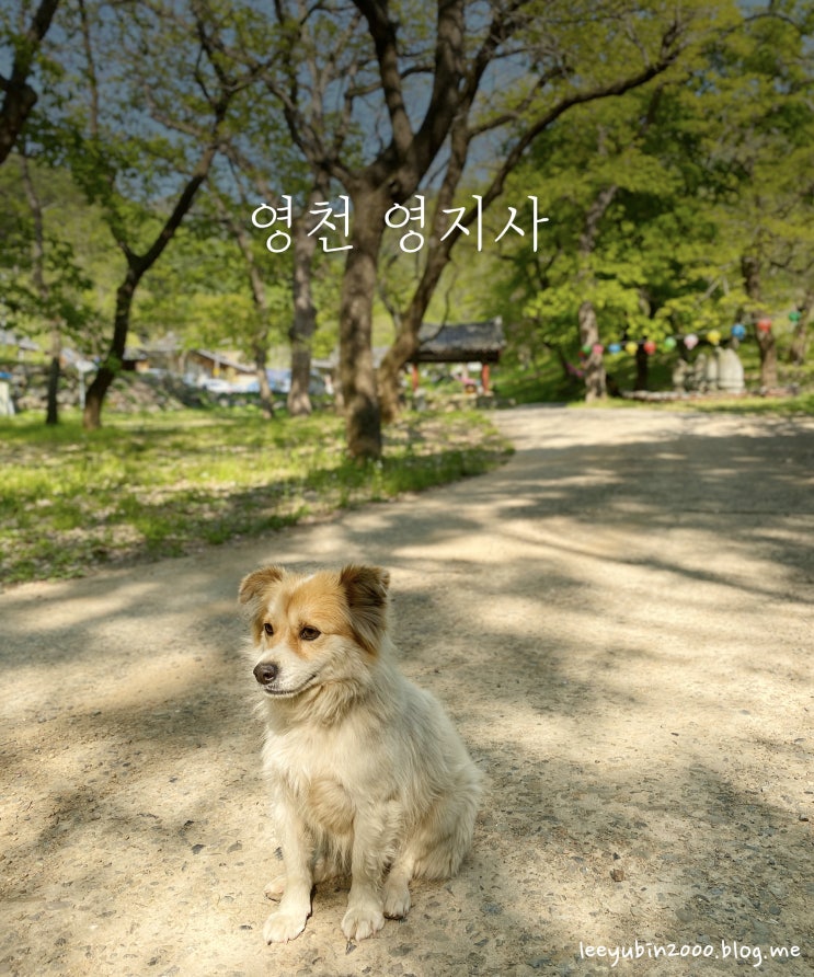 경북/영천] 영지사 산책, 공룡 발자국 화석 : 네이버 블로그