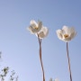 봄에 피는 흰꽃