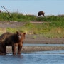 알래스카반도불곰과 늑대, 물개의 연어 사냥