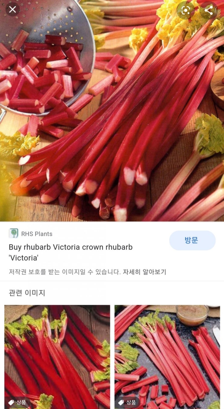 빅토리아 루바브 파종하기, 루바브 키우기, 루바브 활용법, (Heirloom, 재래종에 관한 잡담) : 네이버 블로그
