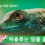 Reptile TMI NEWS (47회) - 사냥을 하는 파충류, 도마뱀들은 땀을 흘릴까?
