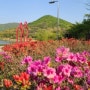 인천 대공원 꽃길