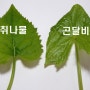 곤달비, 곰취, 취나물 차이점, 다른점 비교