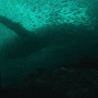 열빙어를 사냥하는 혹등고래