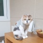 부산 다솜동물메디컬센터 :)) 막내 고양이 코알라에게 식이알러지반응 나타났어요!