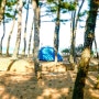 울진 구산 해수욕장 소나무 숲 캠핑