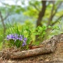 청계산의 5월 - 산행에서 만난 5월 초에 피는 야생화 각시붓꽃 외