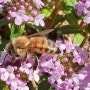 용소골의봄 이야기 꿀벌