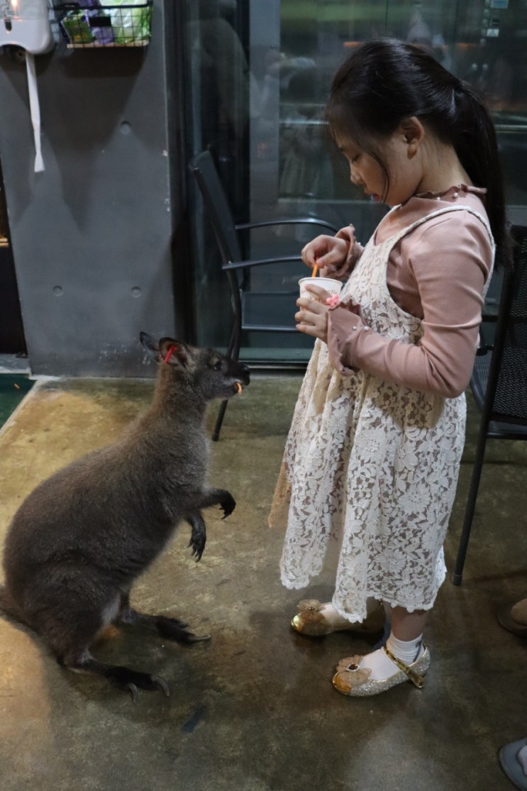 야생 캥거루와의 특별한 만남, image size:743x1115
