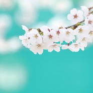 [봄꽃] 벚꽃 스냅 사진 촬영 & 벚꽃동영상