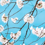 [봄꽃] 벚꽃 사진 & 벚꽃동영상