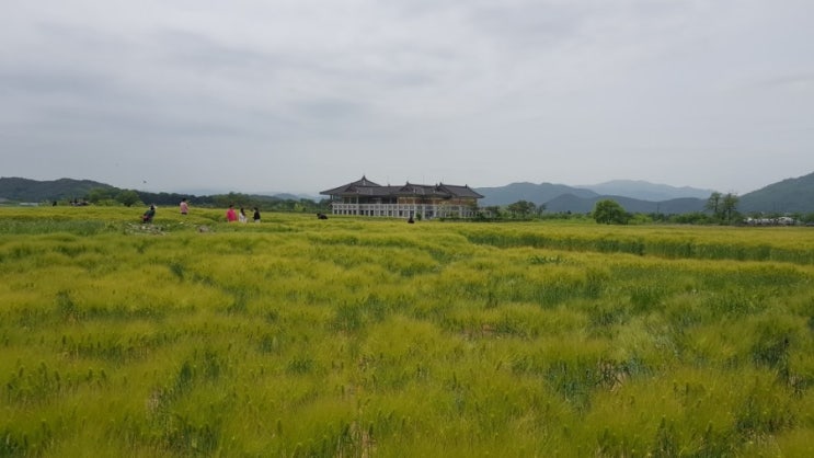 [경주 나들이]청보리밭이 펼쳐진 황룡사지&분황사