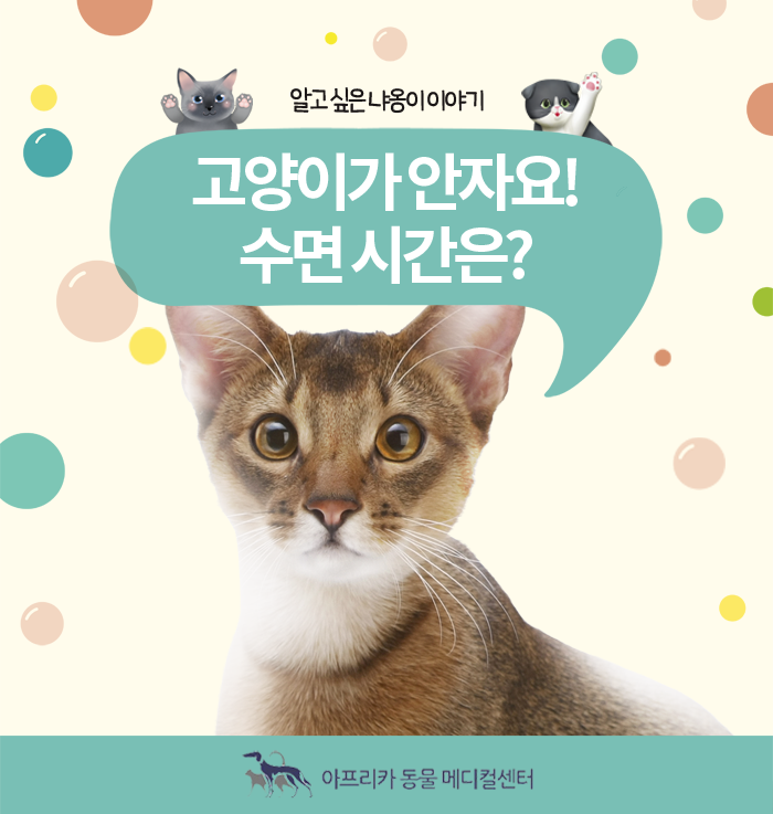 밤에 안자고 우는 고양이, 왜 그런걸까? 