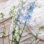 [꽃말공부] 리시안셔스 꽃말 / 델피늄 꽃말 2가지
