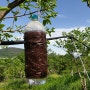 감나무에 친환경 끈끈이트랩 설치하는 송아농원