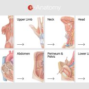 해부학 실습 동영상 교육 e-Anatomy 이용방법