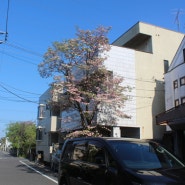 도쿄 주택가의 산딸나무