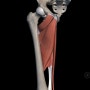 5가지 내전근(adductor group,pectineus, longus, brevis, magnus, gracilis) 기시, 정지, 기능