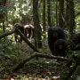 침팬지 무리의 원숭이 사냥