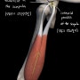 상완이두근, 위팔두갈래근(biceps brachii) 기시, 정지, 기능