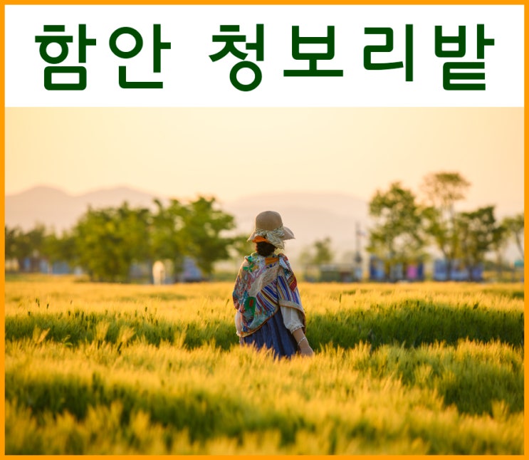 경남 함안 청보리밭 - 함안 강나루 생태공원 보리밭 사잇길...