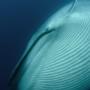 [대왕고래] 지구 역사상 가장 거대한 포식자