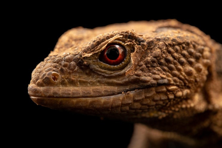 제노사우루스 (Knob scale lizard) 정보 : 네이버 블로그