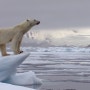 계절의 변화에 따른 북극곰의 사냥