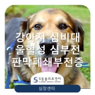 강아지 심장병, 울혈성심부전, 판막폐쇄부전증 [심장전문동물병원 위례S동물의료센터]