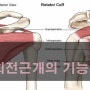 [보광동PT] 어깨에서 중요한 회전근개의 기능