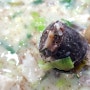 여정 - [단양] 충청도순대, 마늘순대국밥