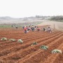 정읍젊은농부: 고구마 심는시기, "호박고구마 재배법"