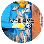 넣으면 나오는 감성돔 선상