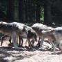 [프랑스 남부 알프마리팀 여행] 숲속에서 늑대를 볼 수 있는 알파파크