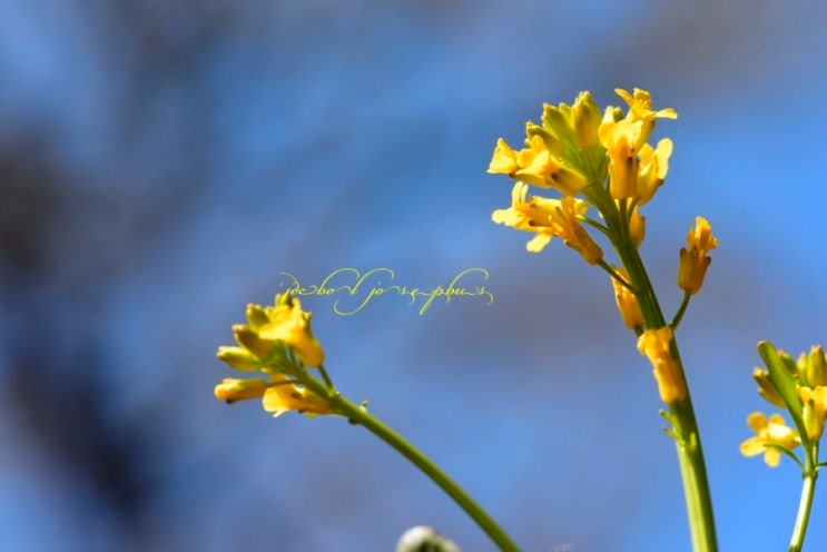 유럽나도냉이(Barbarea vulgaris R.Br.) : 네이버 블로그