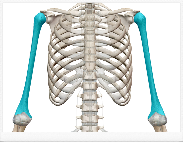 [해부학 - 의대생도 보는 골학] - 위팔뼈(상완골ㆍhumerus) : 몸쪽끝(근위단ㆍproximal end) : 네이버 블로그