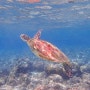 [Philippines] 바다거북을 수영으로 따라잡을 수 있는 사람은 없다.