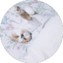 캣츠태그 :) 묘래박스 오리지널 & 룡 묘래박스 고양이대형화장실 체험단 40명 모집중이에요!