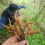 벌초갔다가 산더덕캐고 밀양땡초밭 들려 마무리까지