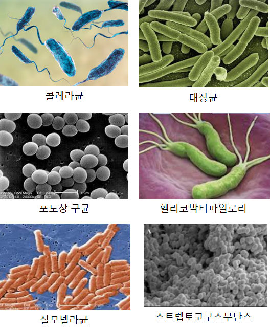 세균이 사는 곳과 특징 : 네이버 블로그