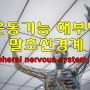 운동기능 해부학 - 말초신경계(peripheral nervous system, PNS)